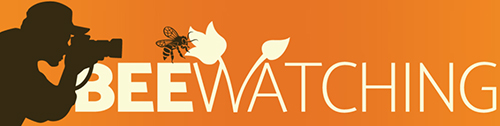 logo beewatching