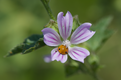 Life4Pollinators Online Tool