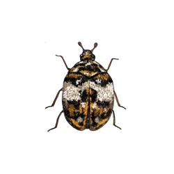 Anthrenus pimpinellae