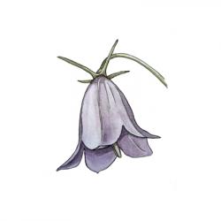 Campanula sp.