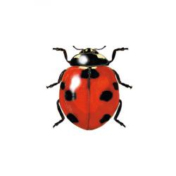 Coccinella septempunctata