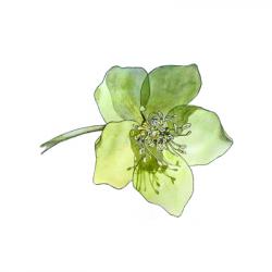 Helleborus viridis