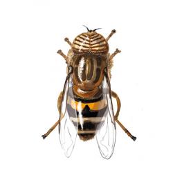 Eristalinus taeniops