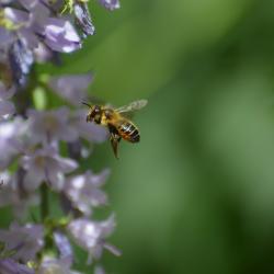 Megachile willughbiella su Campanula garganica