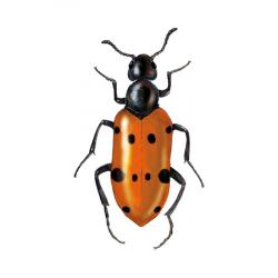 Mylabris quadripunctata