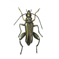 Oedemera  flavipes