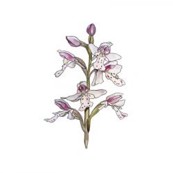 Orchis sp.