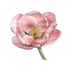 Peonia officinalis