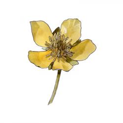 Ranunculus bulbosus