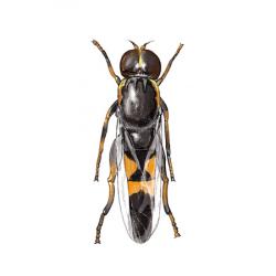 Syritta pipiens