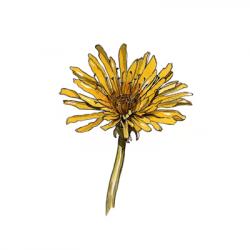 Taraxacum officinalis