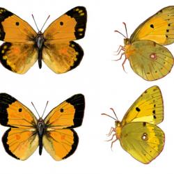 Colias crocea