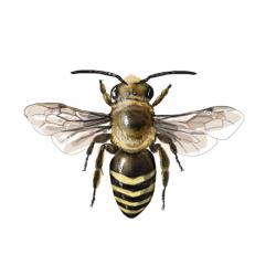 Colletes hederae 