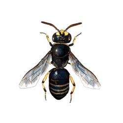 Illustrated species: Hylaeus communis 