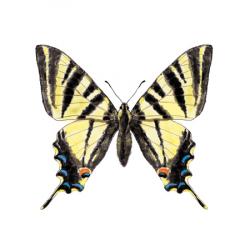 Iphiclides podalirius