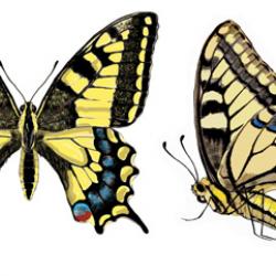 Papilio machaon