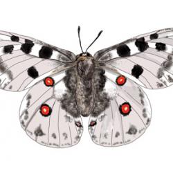 Parnassius apollo