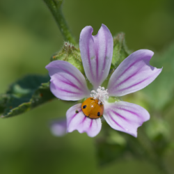 Life4Pollinators Online Tool