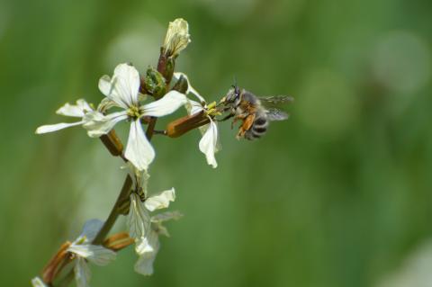 Antophora su Rafano